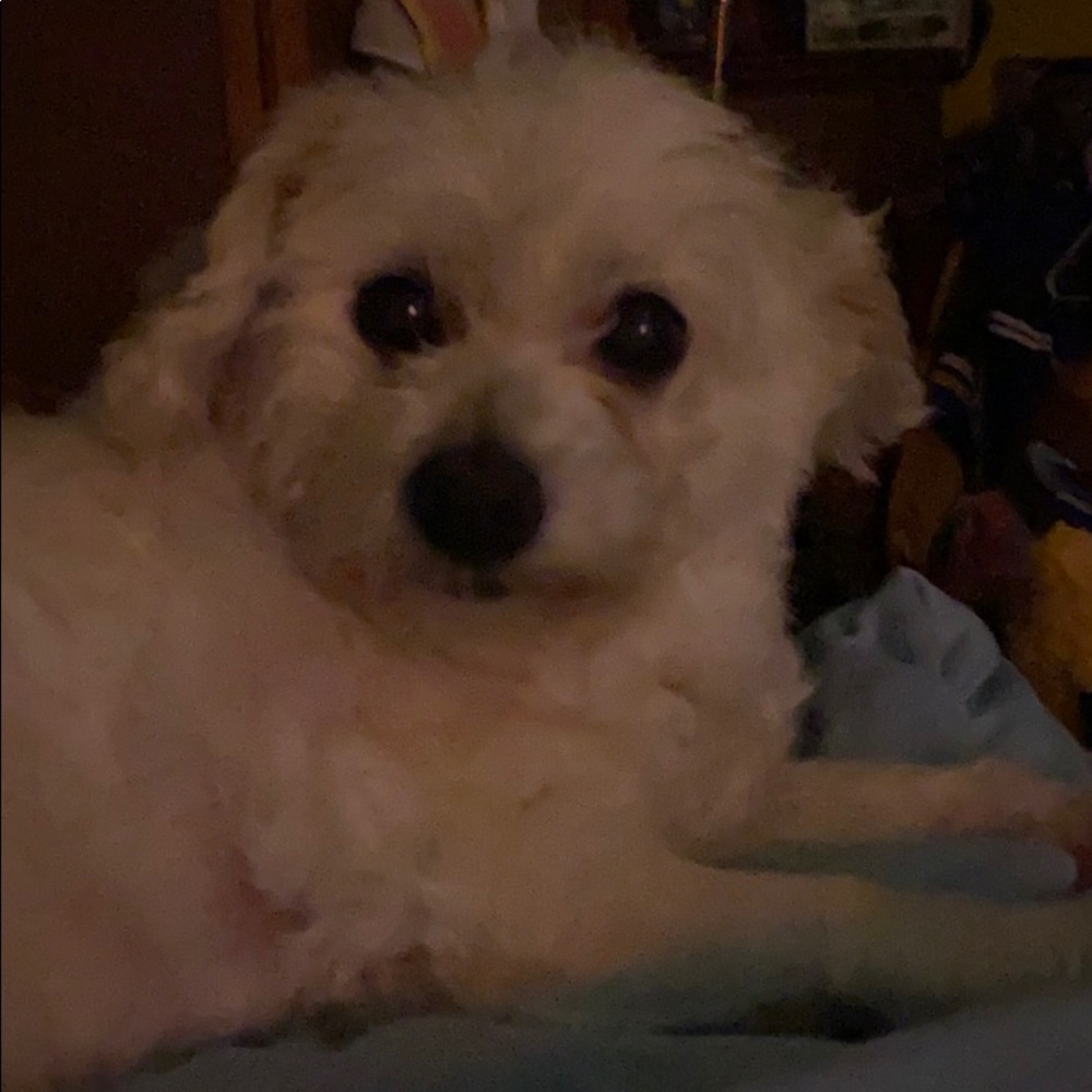 Meet your Posher, Sofia